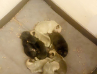 puppy