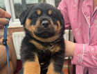 Puppy