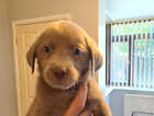 Puppy