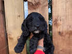 Puppy