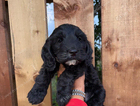 puppy