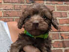 Puppy