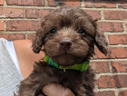 gizmo