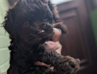 puppy