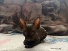 kitten