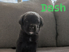 dash/green