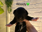 woody