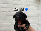 Puppy