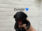 donald