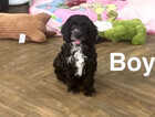 Puppy