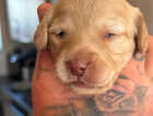 Puppy