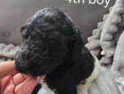 Puppy