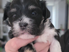 puppy