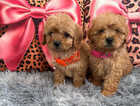 Puppy