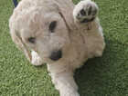 Puppy