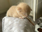 kitten