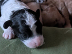 puppy
