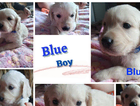 blue boy