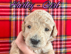 harley