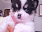 puppy