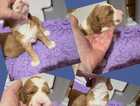 Puppy
