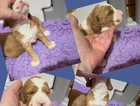 puppy