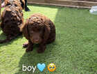 Puppy