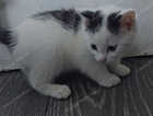 Kitten
