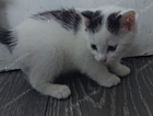 kitten