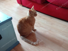 Found ginger cat, Matlock, yesterday, no collar, no bell, well looked after.