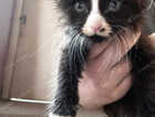 Kitten