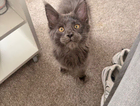 kitten
