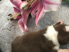 puppy