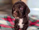 Puppy