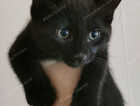 Kitten