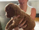 Puppy