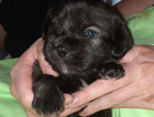 puppy  red...