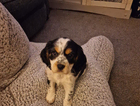 puppy