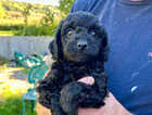 Puppy