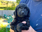 puppy