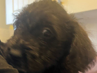 puppy