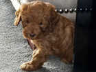 Puppy
