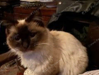 Birman Seal Point last seen around Gladstone road