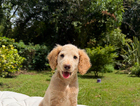 puppy