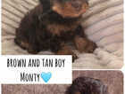 Puppy