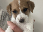 puppy