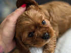 Puppy
