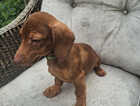 Puppy