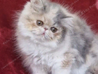 kitten