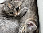 Kitten